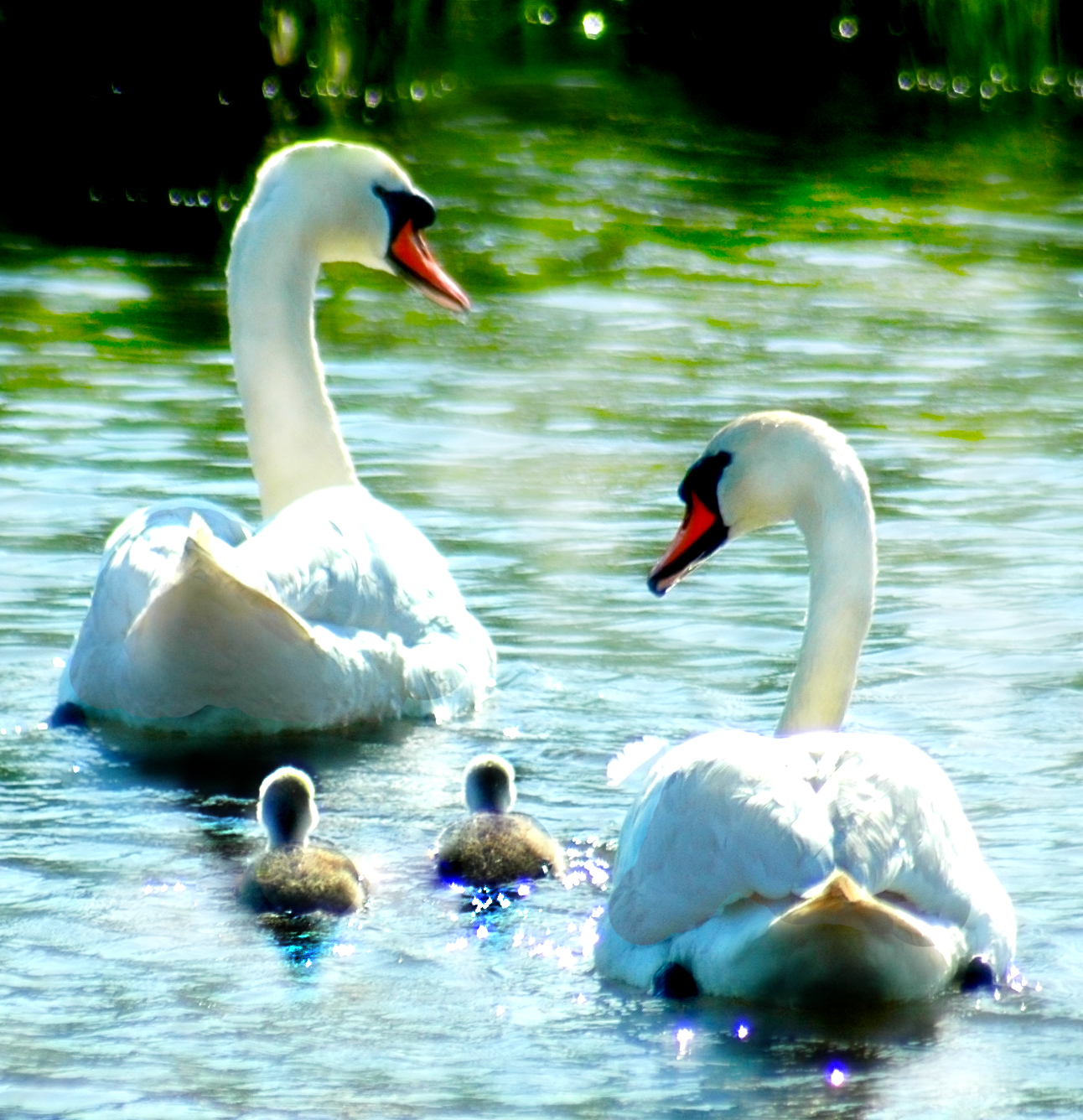 two swans and their babies swimming in a pond