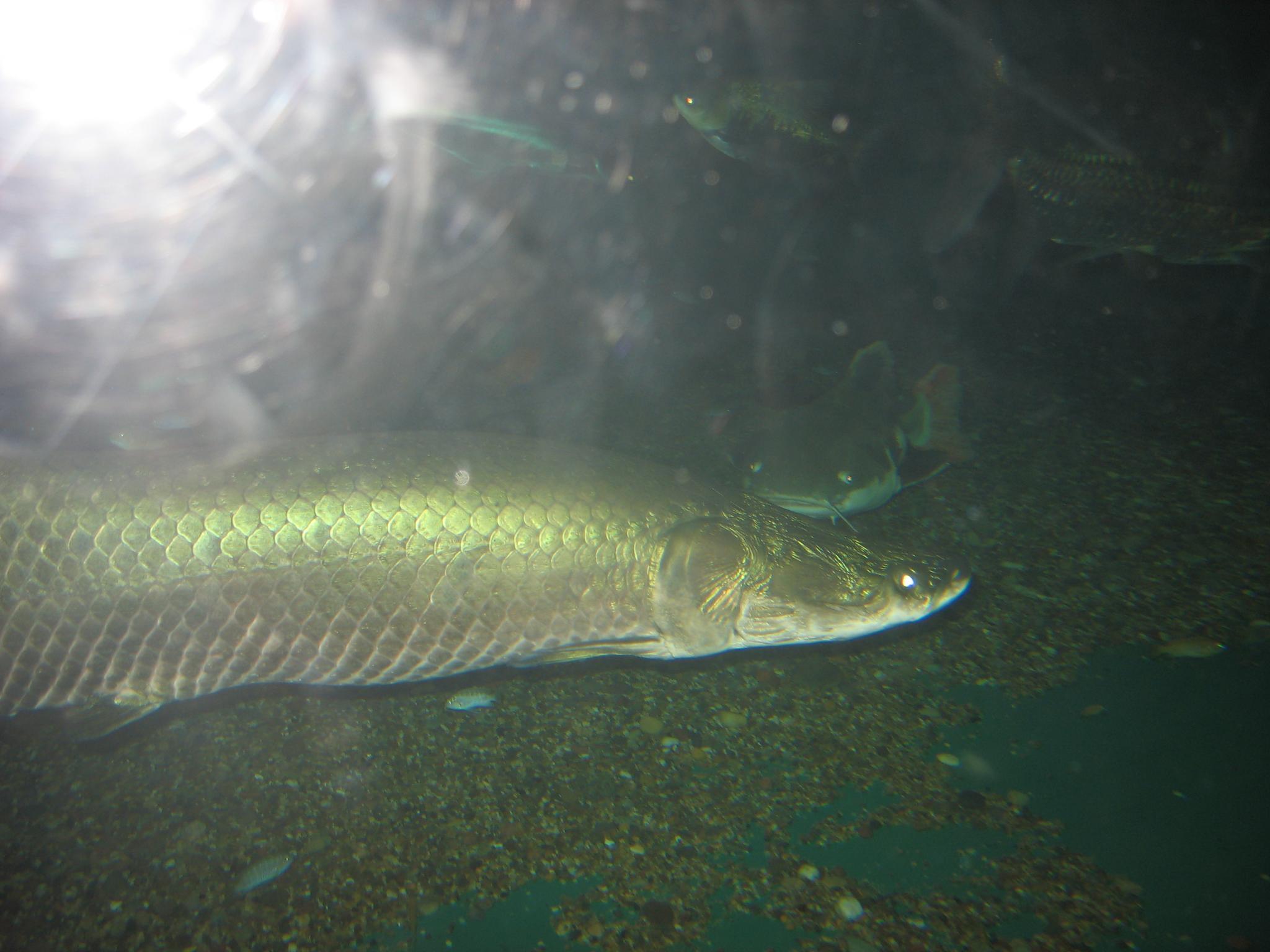a large, green fish in the dark water