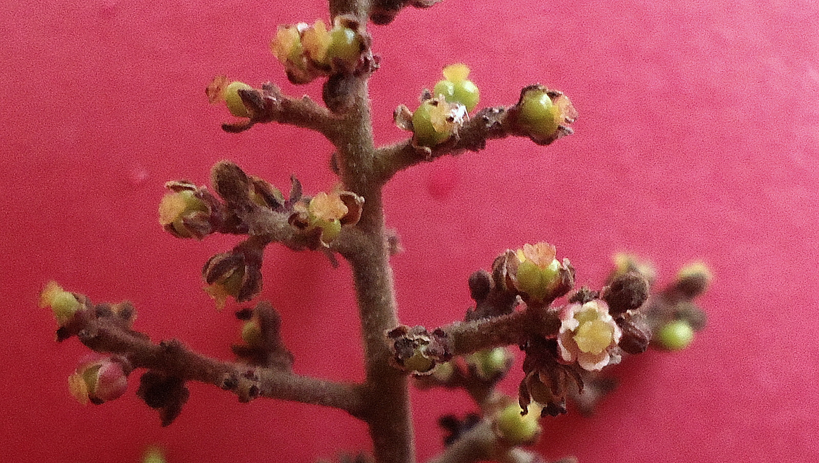 close up of a small tree with young fruit