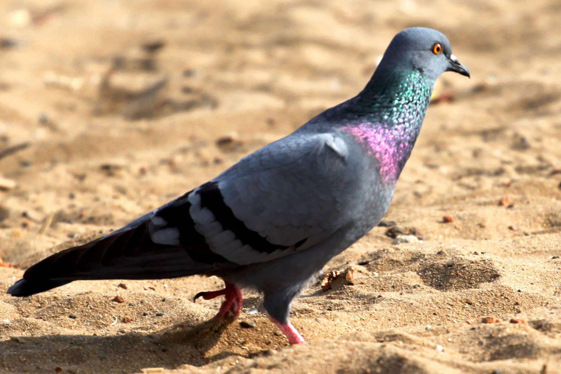 a pigeon standing in sand on a sunny day