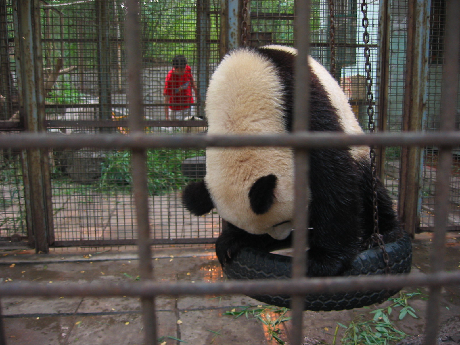 panda sitting in its cage on top of a tire
