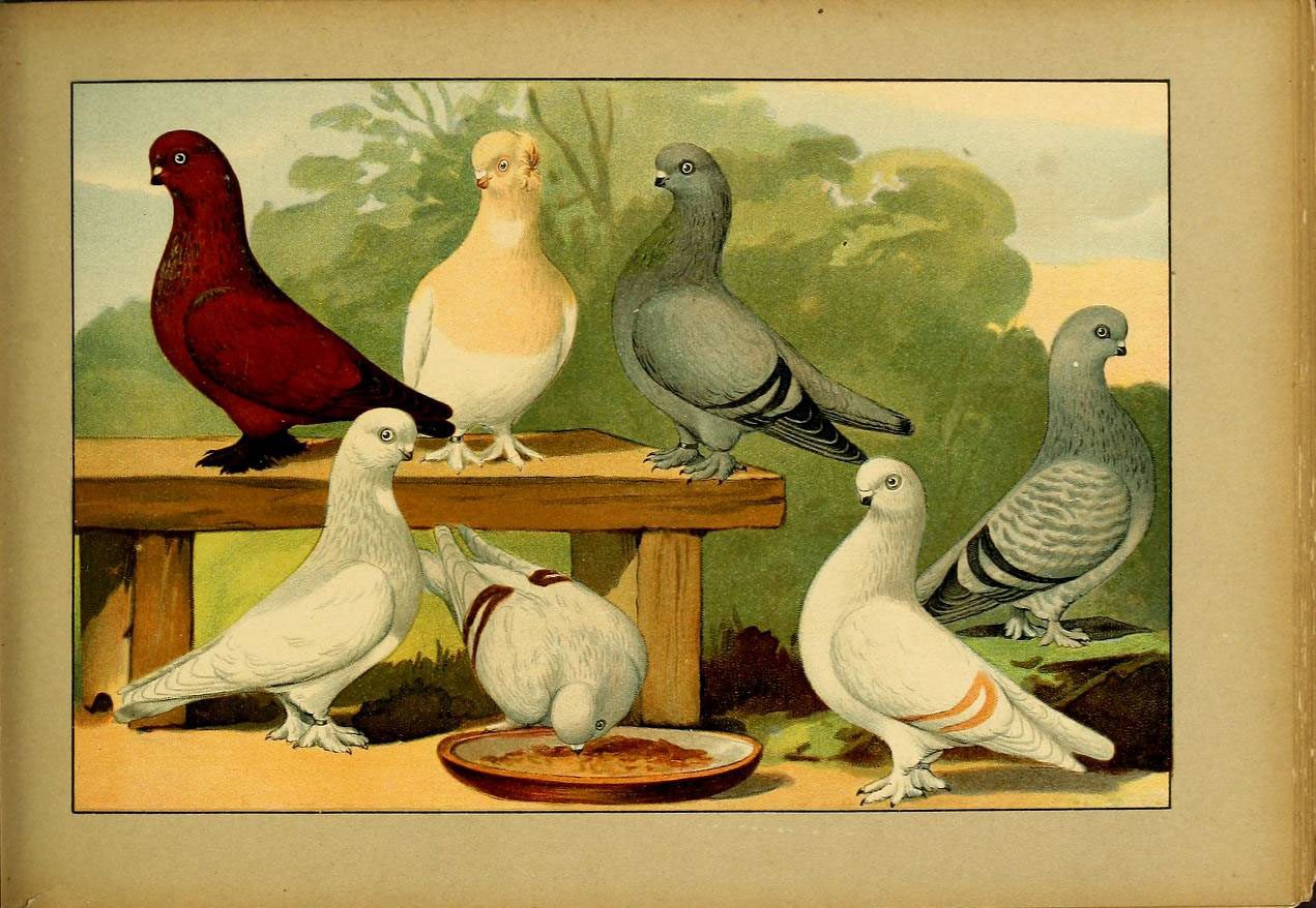 birds standing on table near bowl and trees