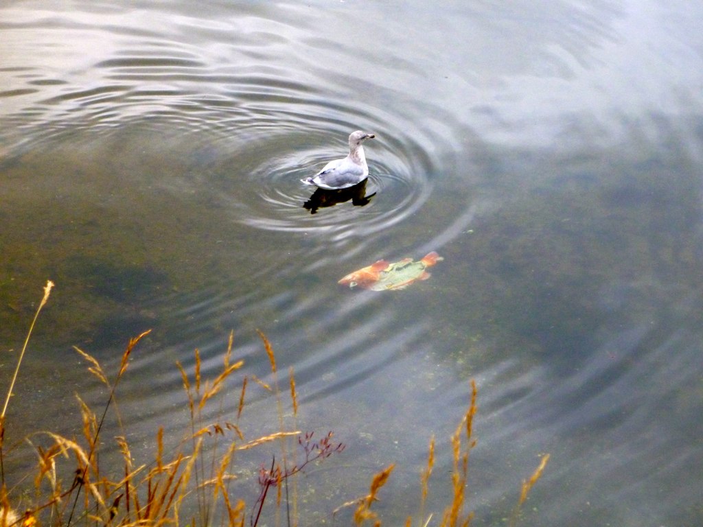 a duck and a leaf floating on the water