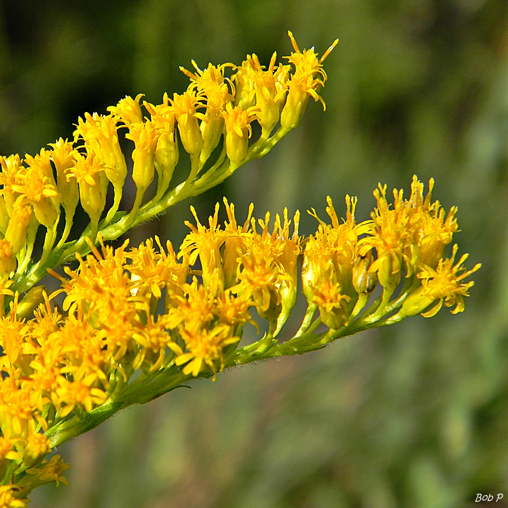 an image of a close up of a yellow flower