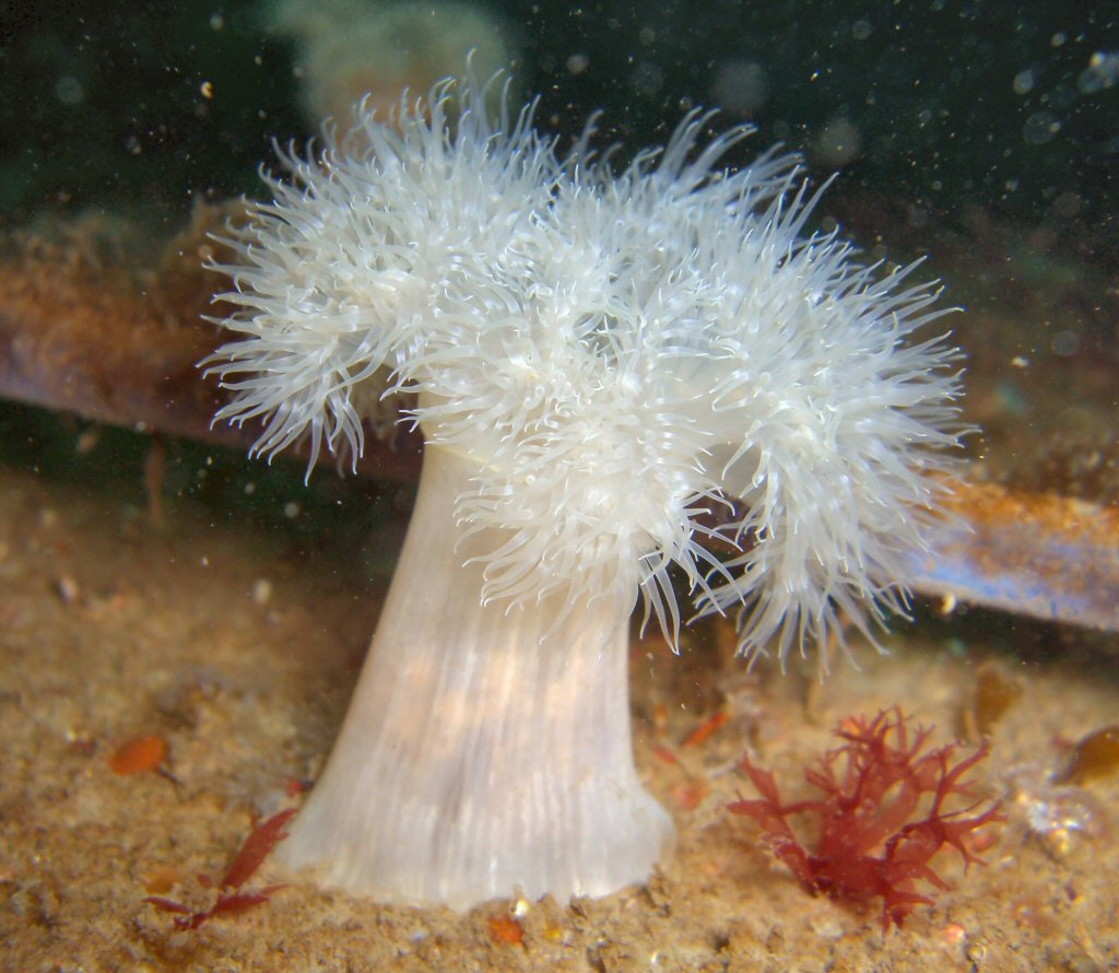 the underwater image of a white sea anemone on a sandy ground
