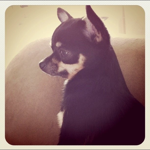 a small dog standing on top of a couch