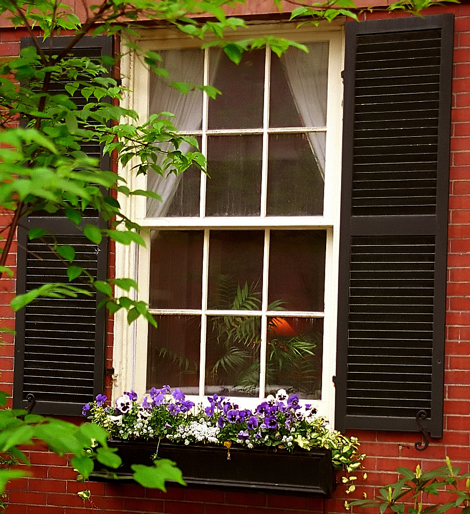 a window that has some plants inside of it