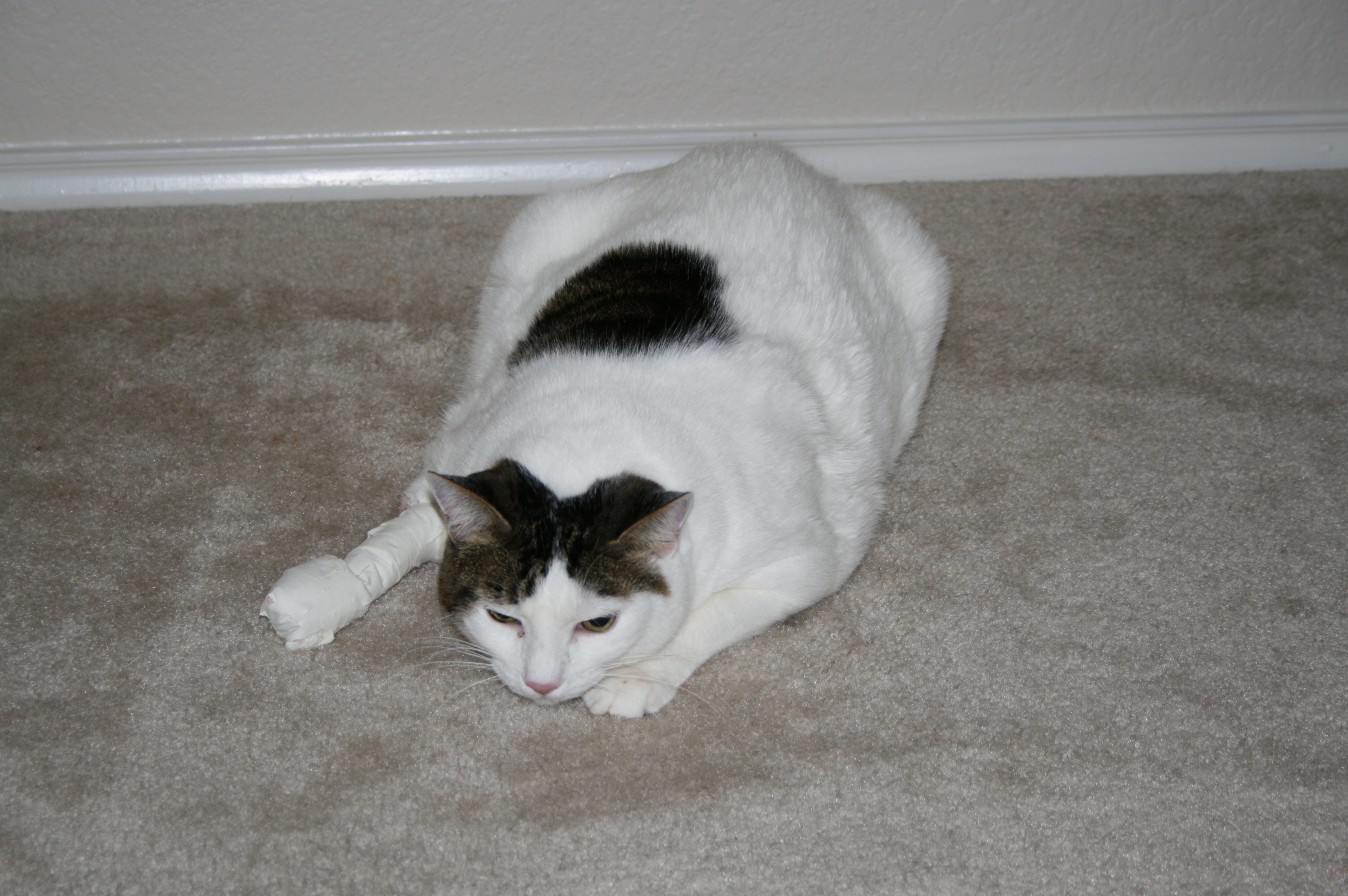 the black and white cat is laying down on the carpet
