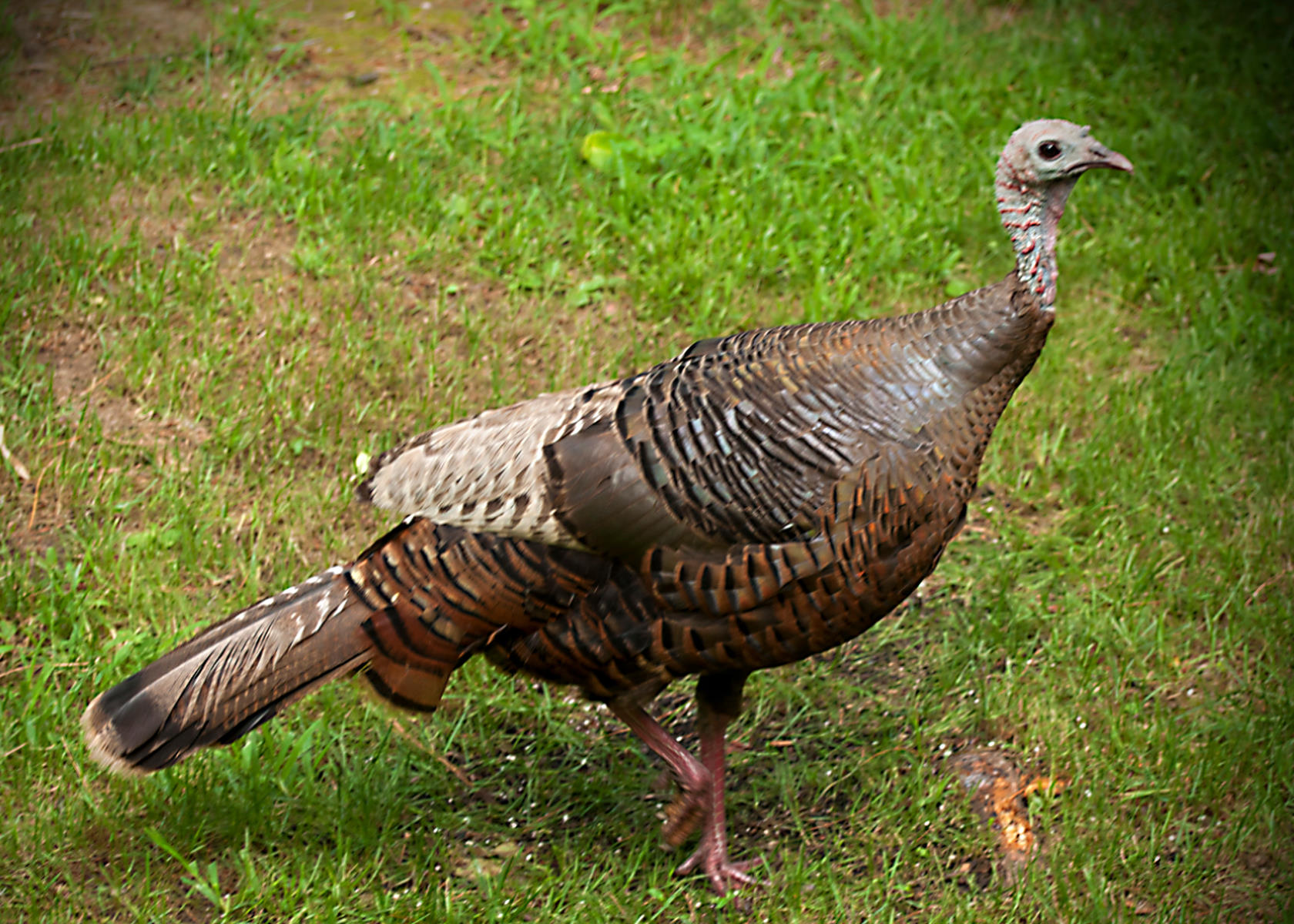 a very pretty turkey walking in some grass