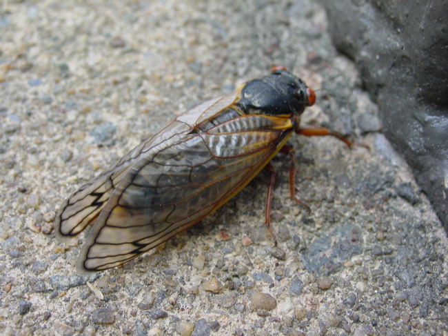 a close up view of a fly on a road