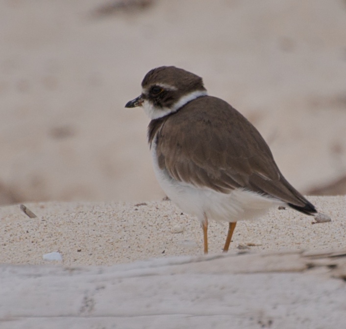 a small bird standing on the sand