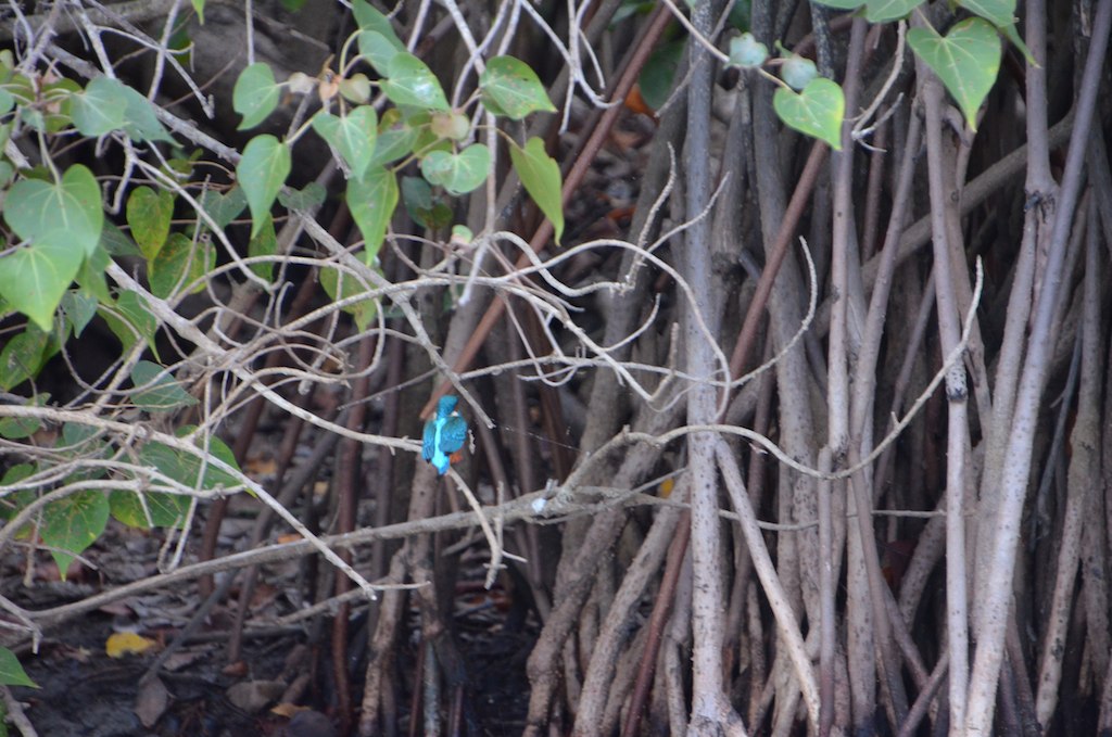 a blue bird sitting on top of a tree