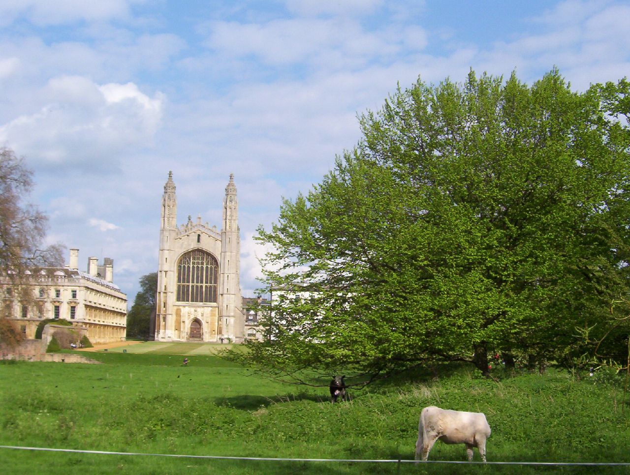 a white cow standing in a grassy field in front of a church