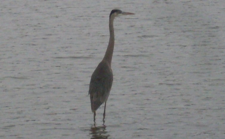 a bird is walking in the water near the shore