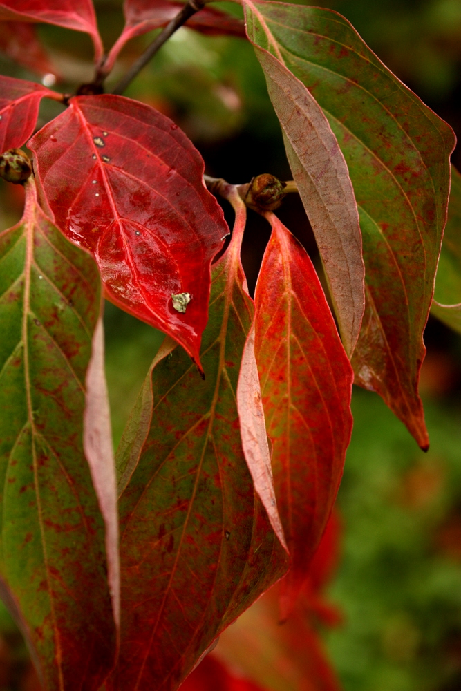 a plant with red leaves, one green leaf on it