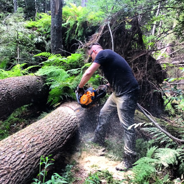 a man wearing grey pants and a black shirt with a chainsaw  down a large tree