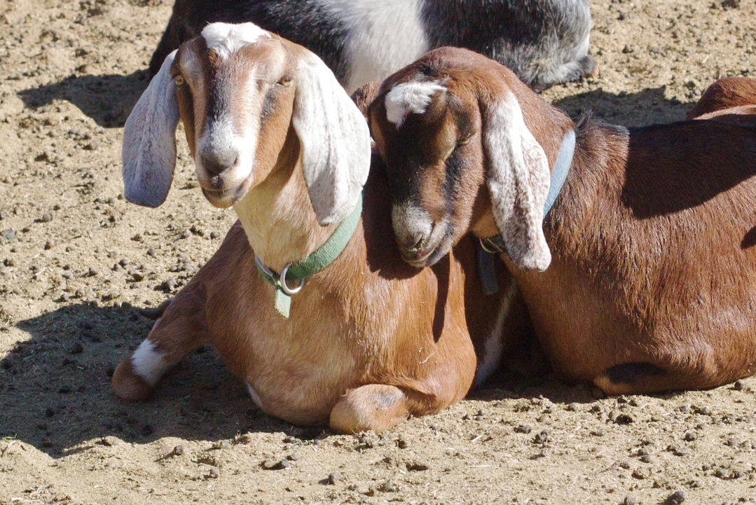 two goats are sitting down and there is a dog on the ground nearby