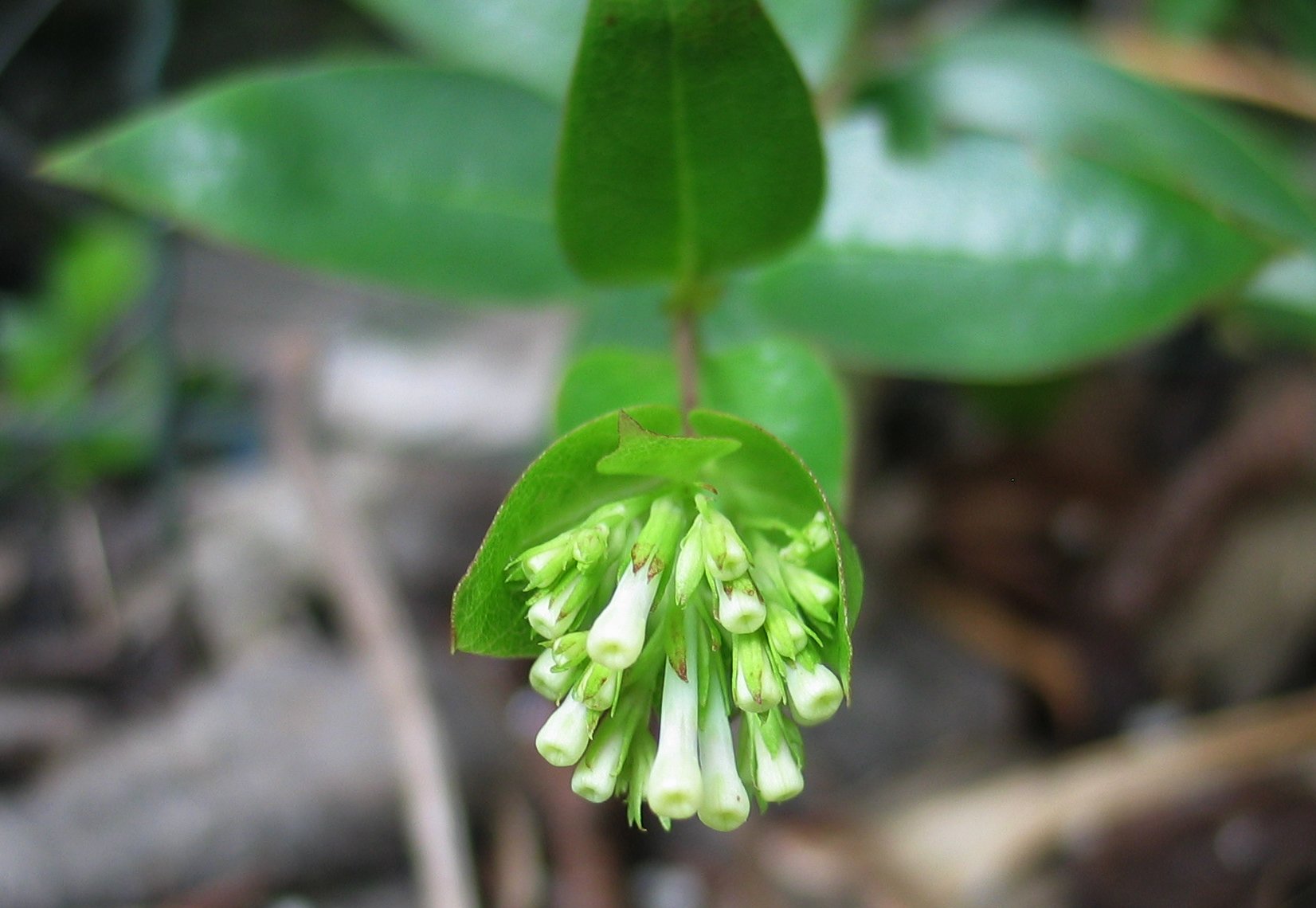 a close up view of flowers that bloom with green leaves