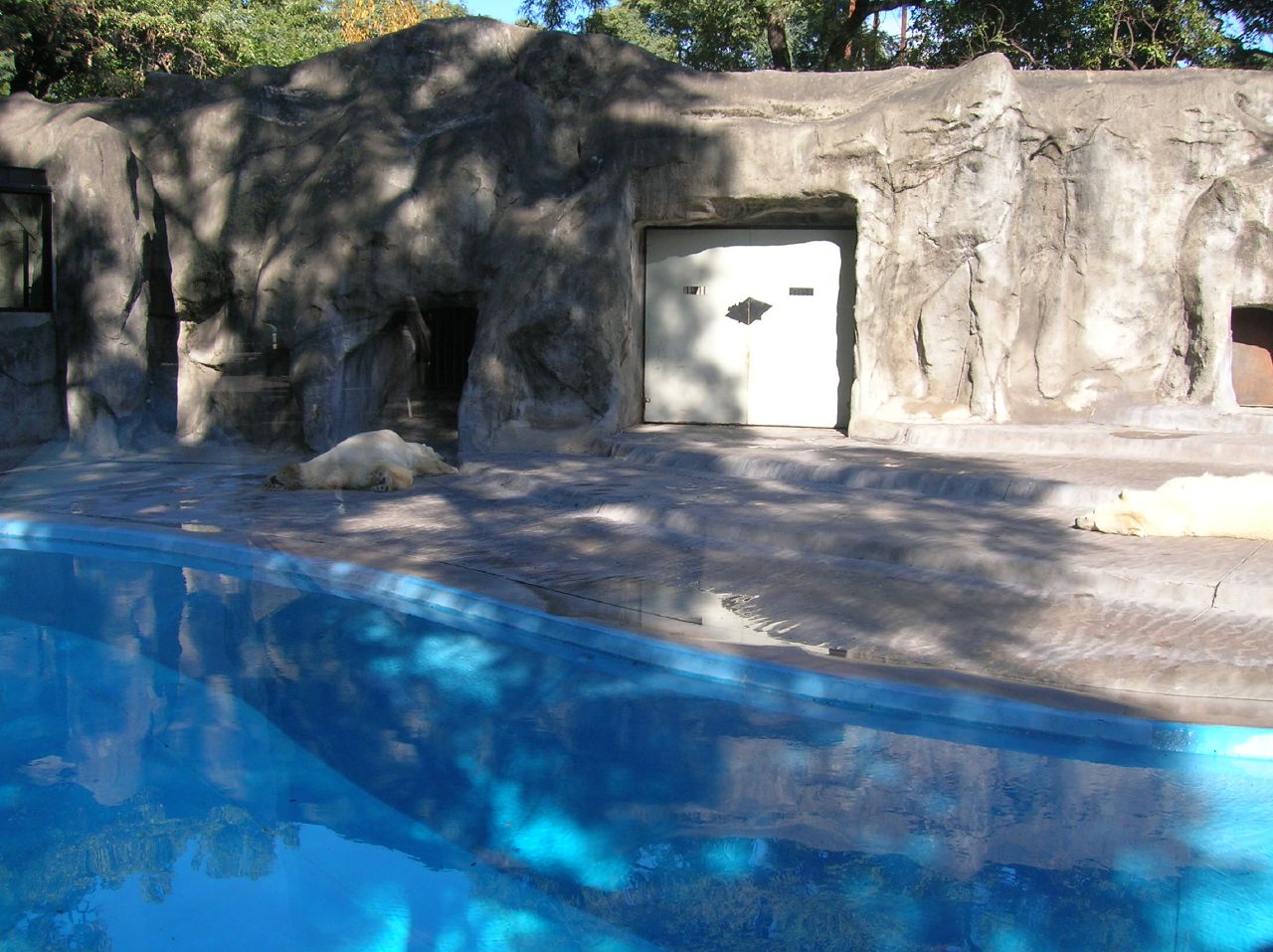 a small pool with an animal in it