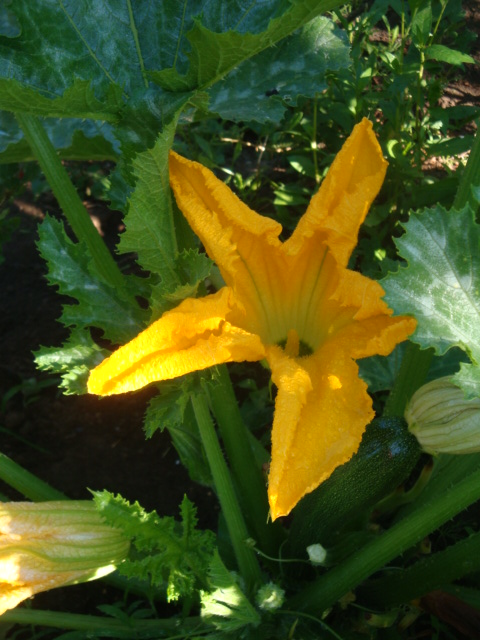a large yellow flower that is near a green plant