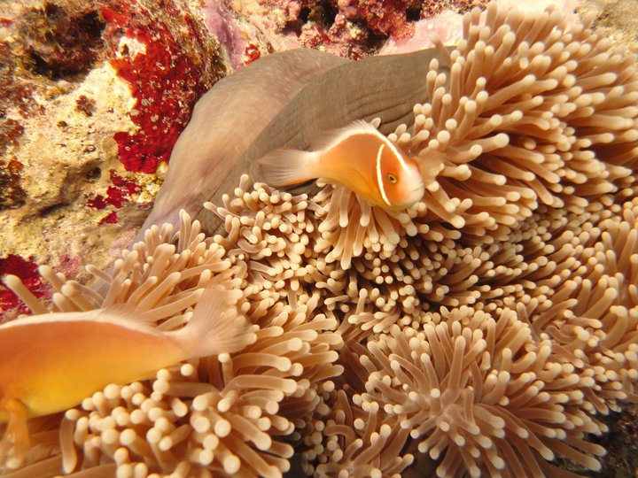 a close - up of a sea anemone and corals