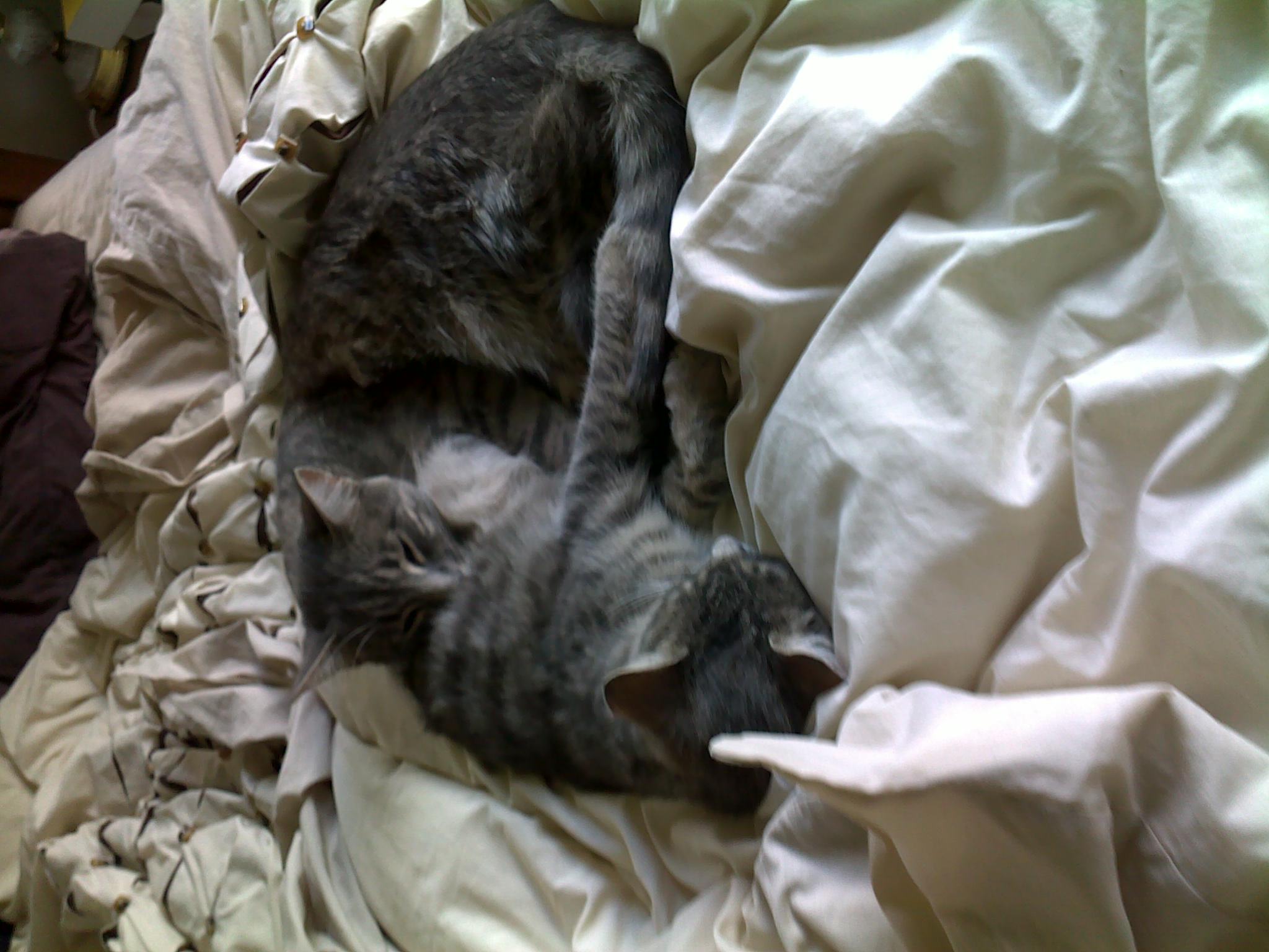 a cat sleeping in a pile of sheets on the bed