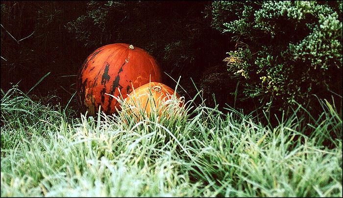 a group of balls in the tall grass