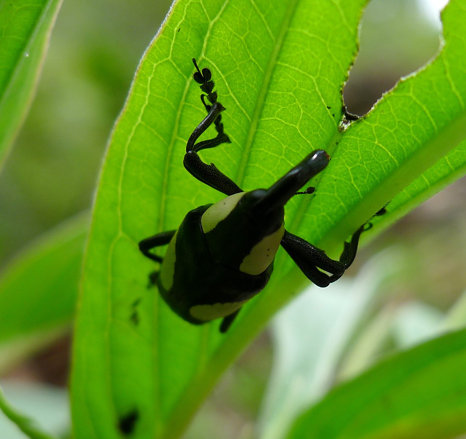 a bug sits on a green leaf with other plants