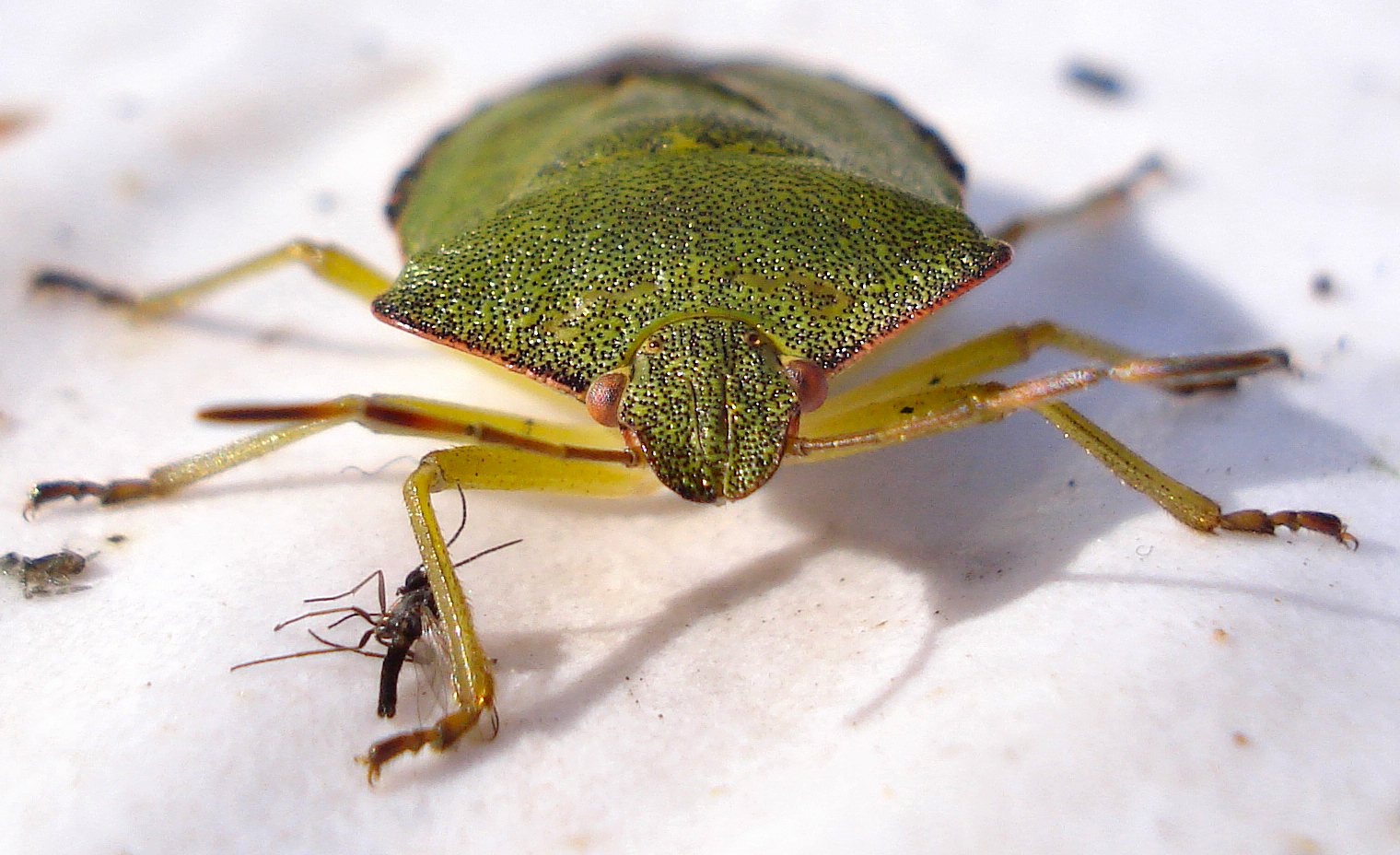 a green bug sits on a white surface