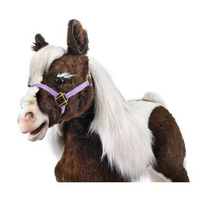 a horse has long mane and is wearing a purple halter