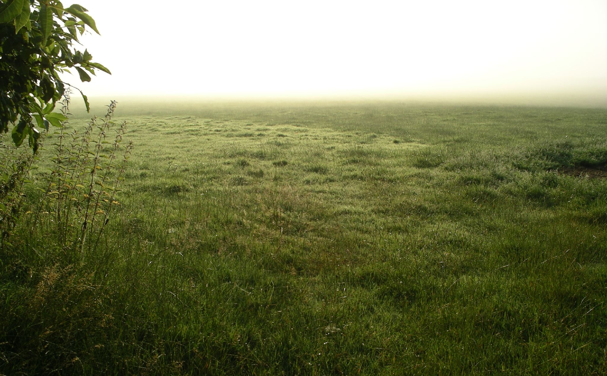 a lone fire hydrant in an empty field