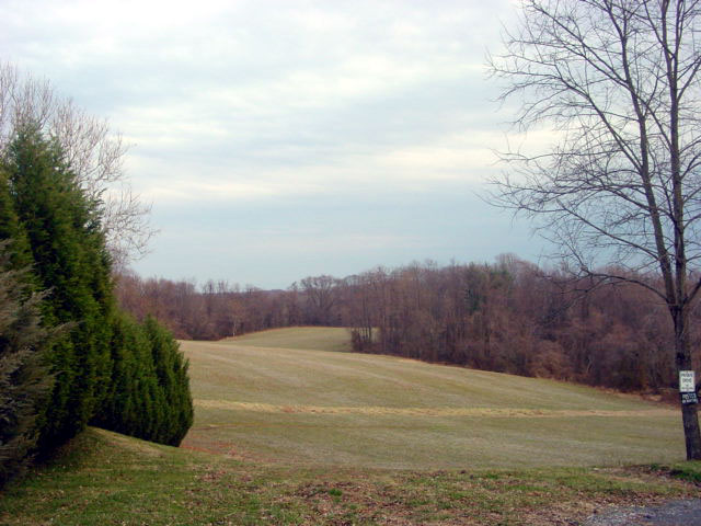 an empty field surrounded by tall trees