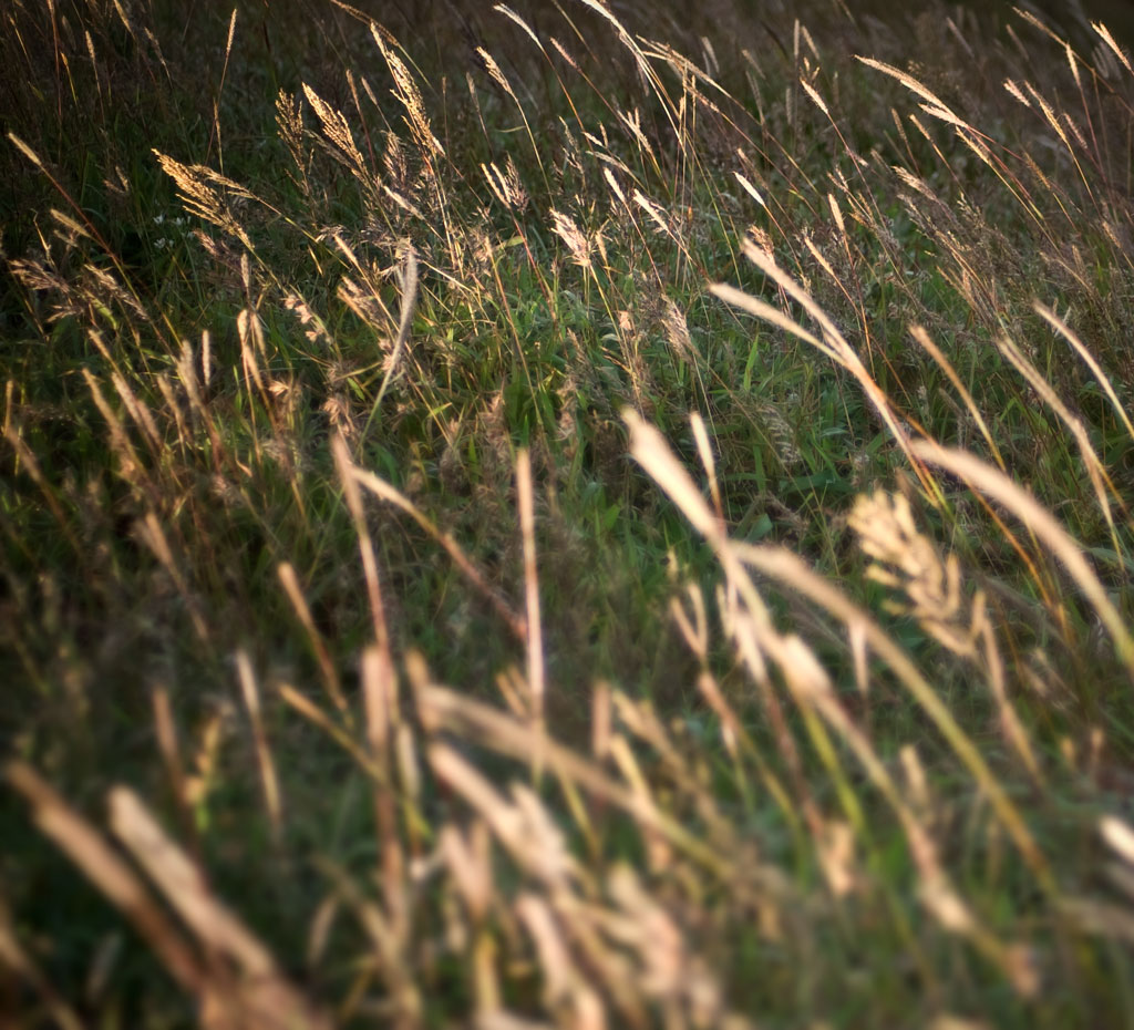 some tall grass that is on the ground