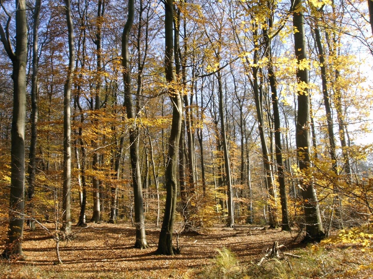 a road splits through a clearing in the woods