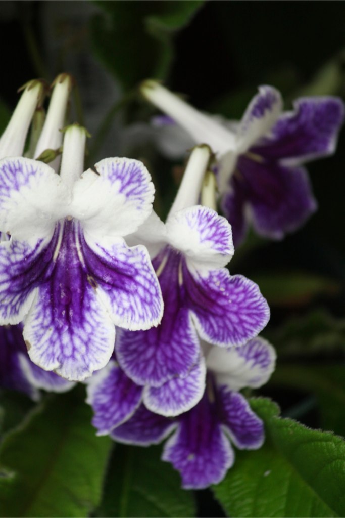 three white and blue flower with green leaves