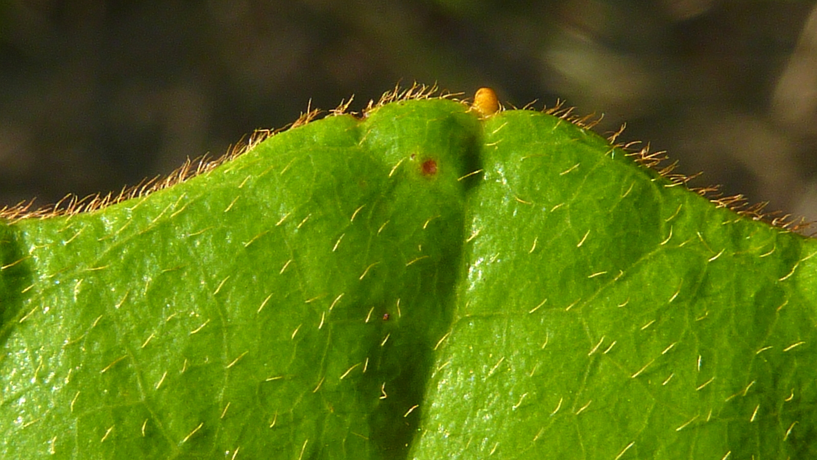 this is the end of an extremely leaf