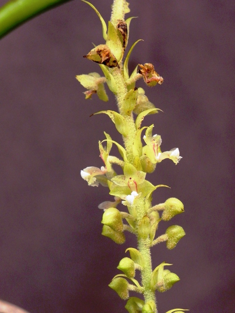 closeup view of the flower stalk that is still attached to the tree