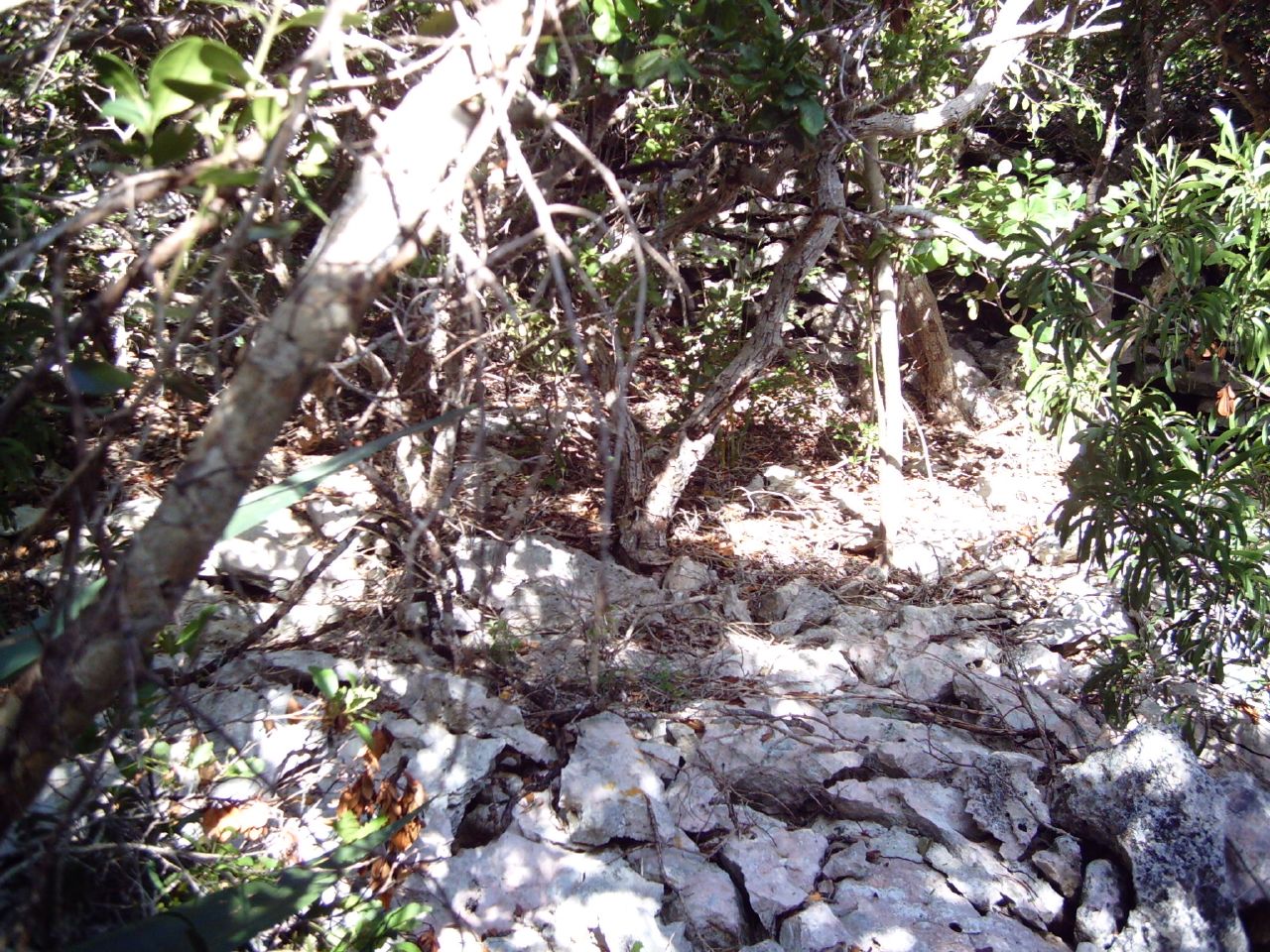 a stone path surrounded by trees in a forest