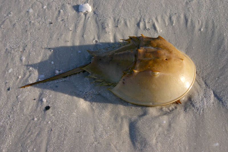 a sea shell is laying in the sand