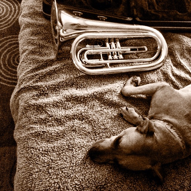 a small dog lying on the bed with an instrument in its mouth