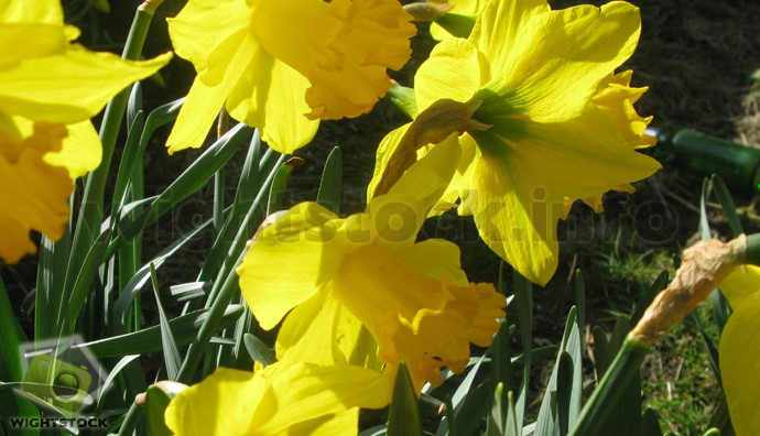 yellow flowers blooming in a garden outside