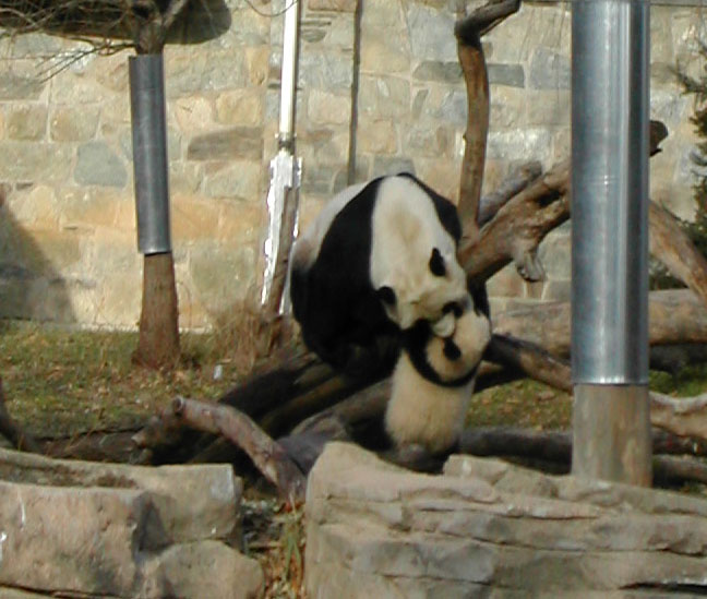 a panda bear is playing in an enclosure