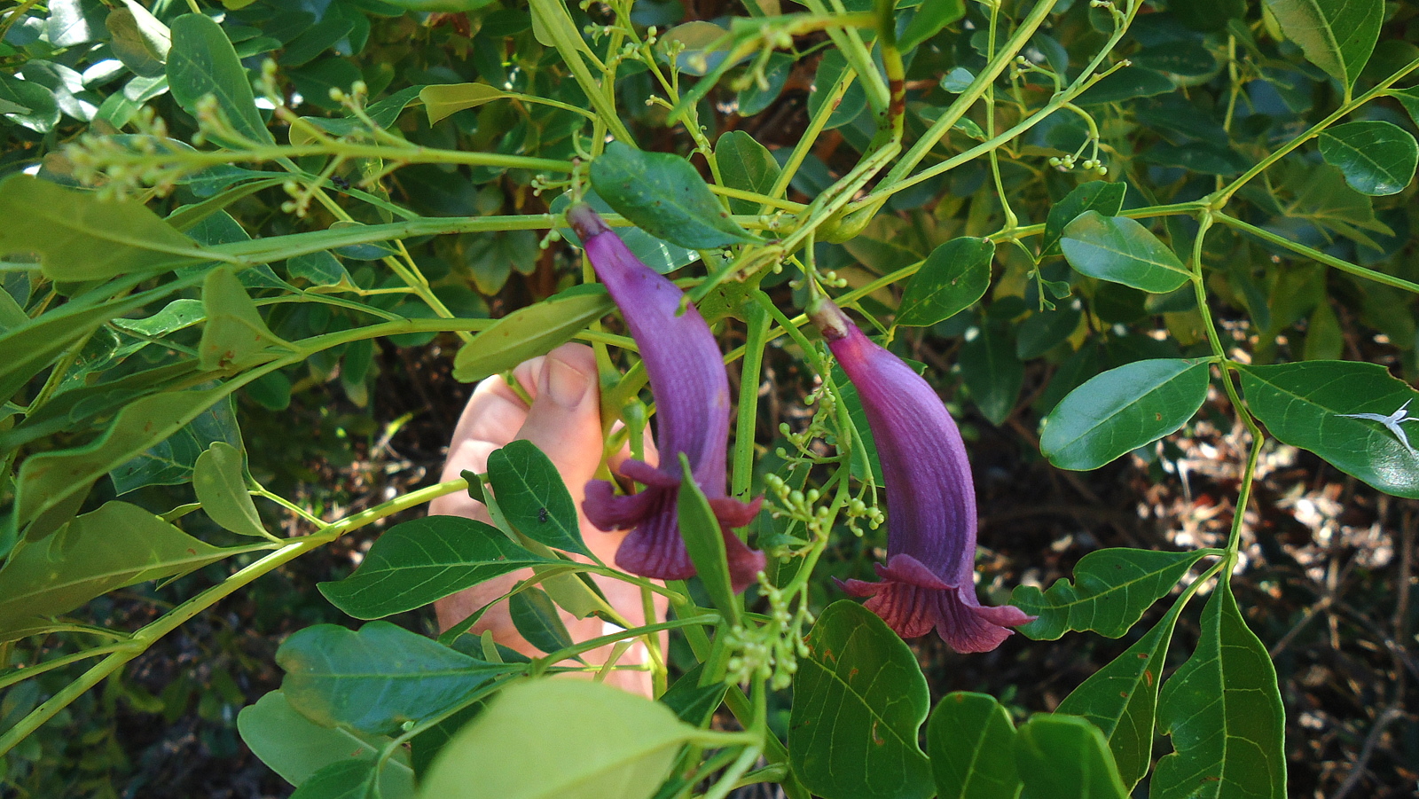 the purple flower of this plant has long, slender flowers