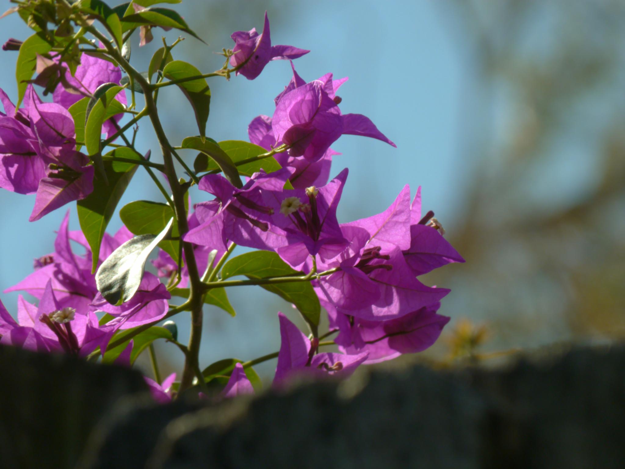 bright purple flowers are blooming on a tree limb