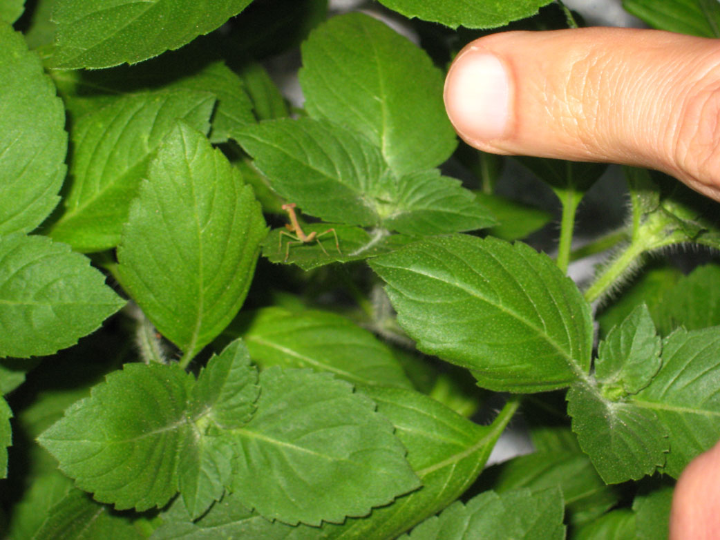 the hand on top of the leaves is pointing at soing green