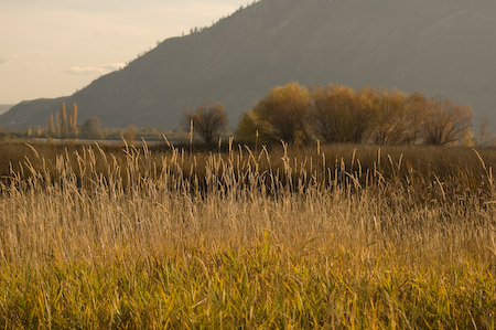 a field with tall grass and grass on the ground