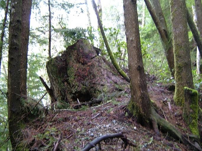 a large tree in a forest with moss on it