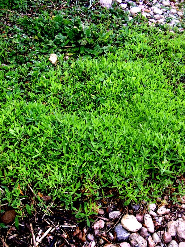 some pretty green plants in the middle of a park