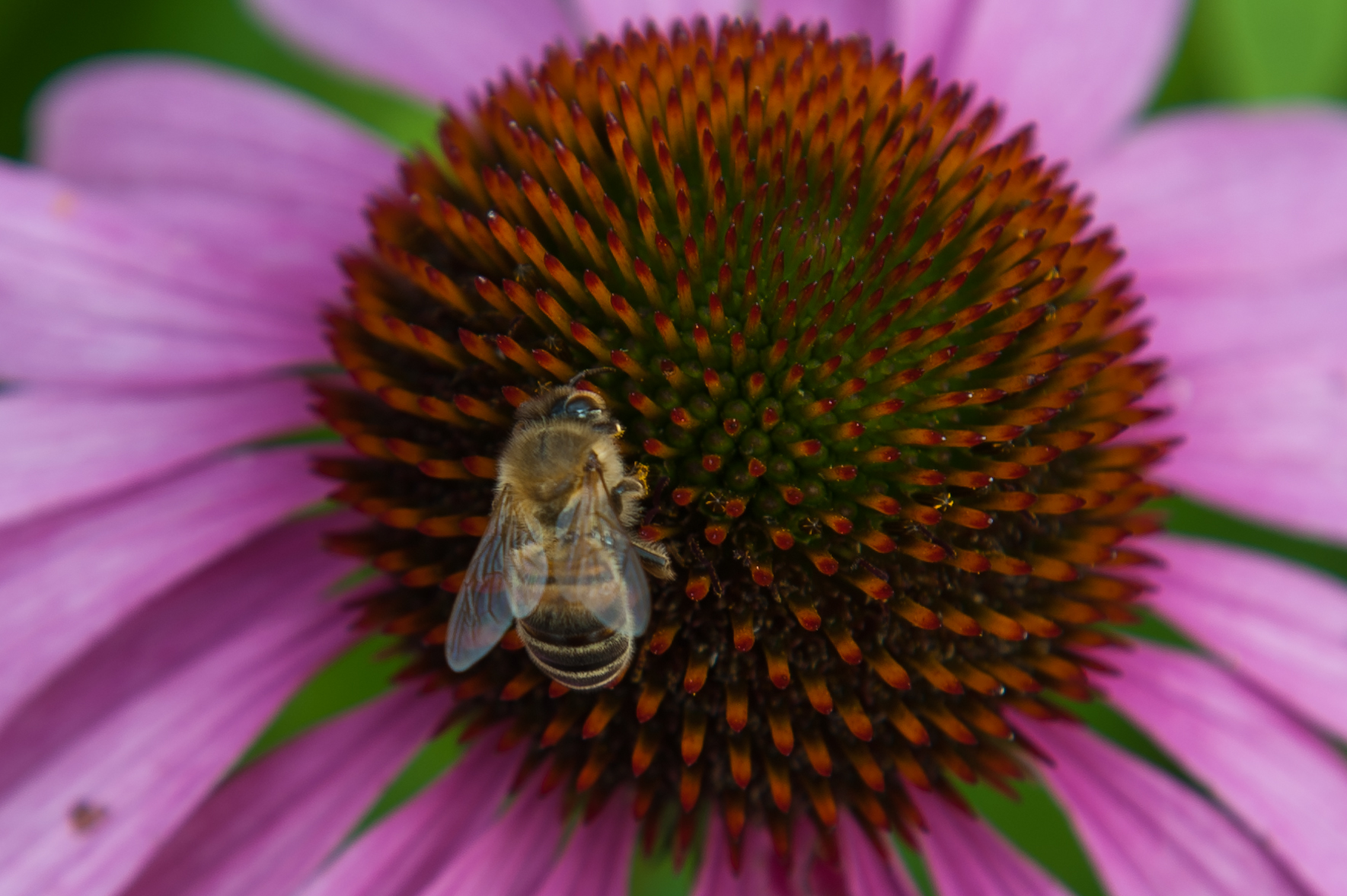 a honey sitting on the center of a flower