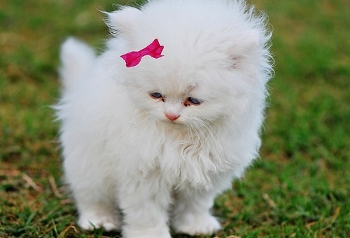 a white fluffy cat wearing pink ear clips